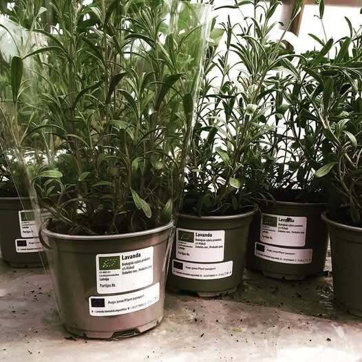 Lavandu  komplekts 7 gb.  augi podos